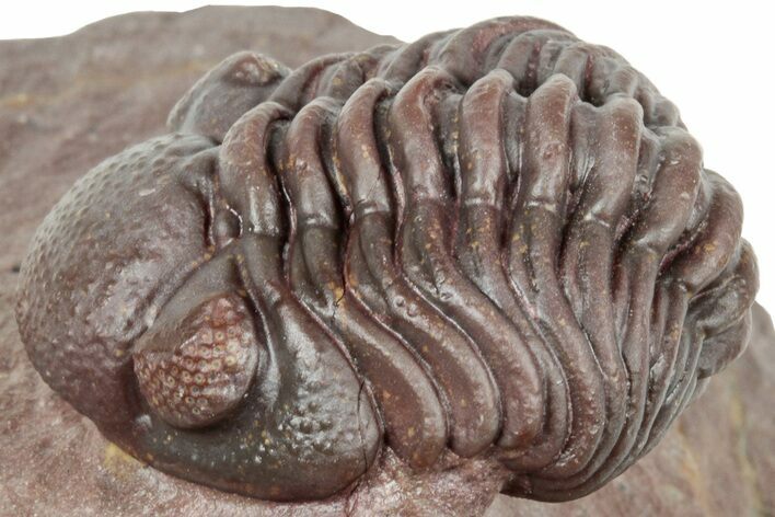 Curled Red Austerops Trilobite - Hmar Laghdad, Morocco #320890